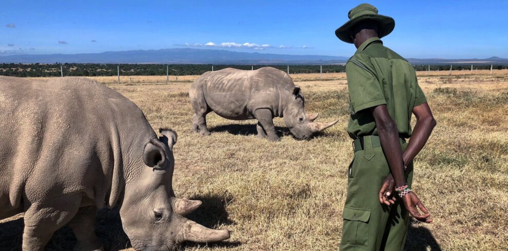 A Man Standing Near the Rhinos on the Grass Field