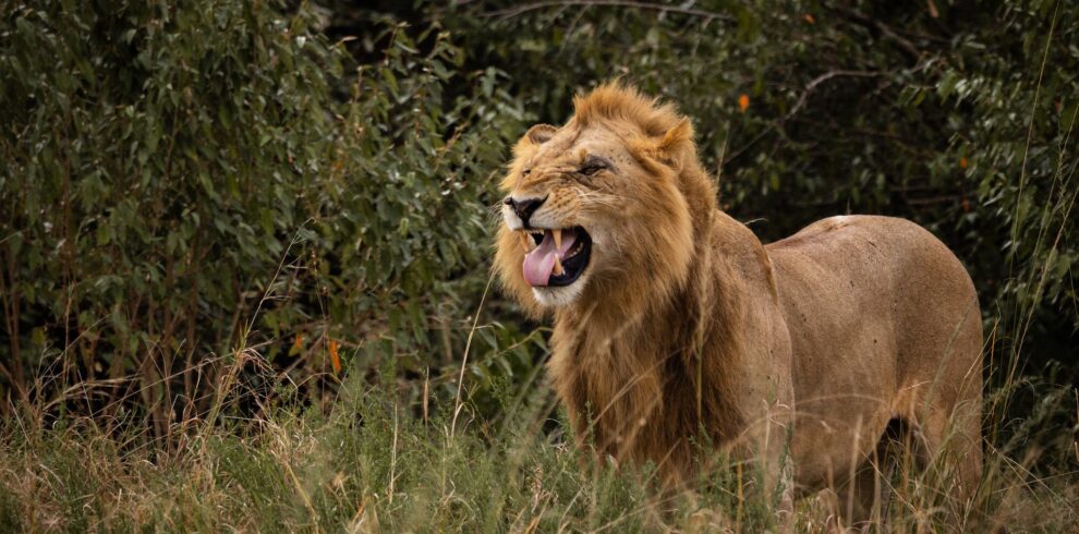 Angry Lion on Green Grass Field