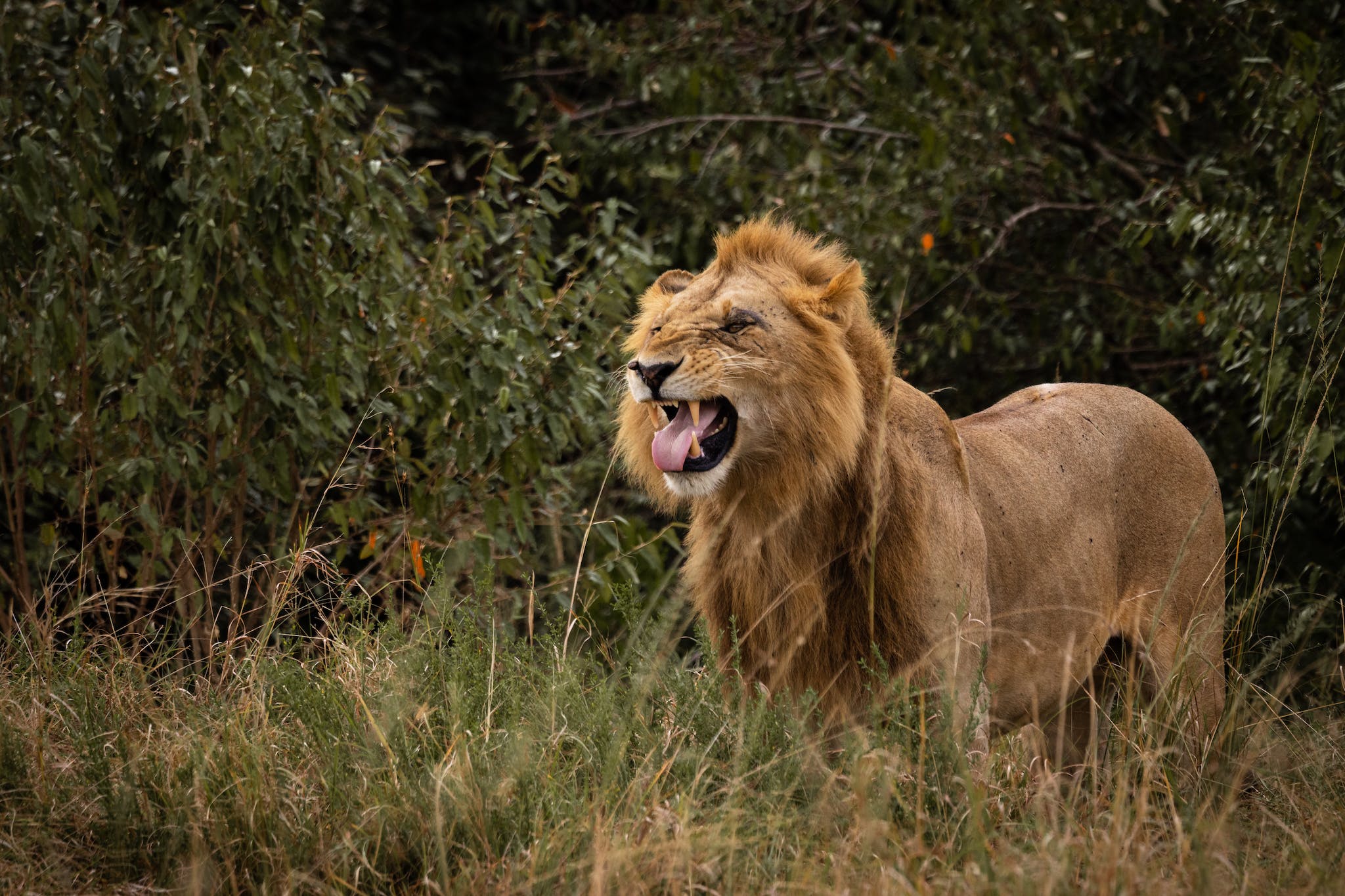 Angry Lion on Green Grass Field