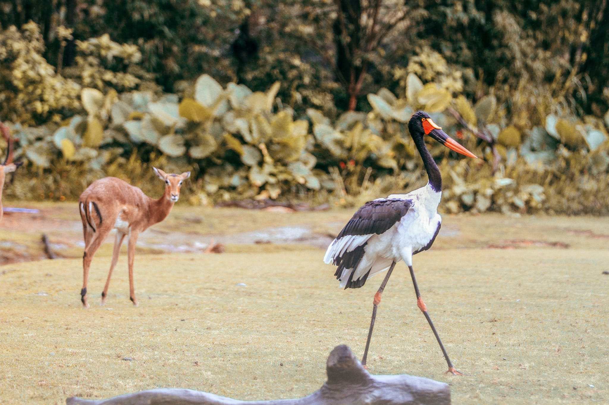 Antelope and saddle billed stork standing in sunny national park