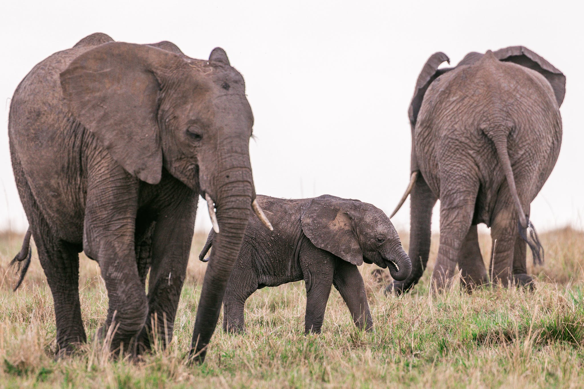 Elephants grazing in savanna with baby