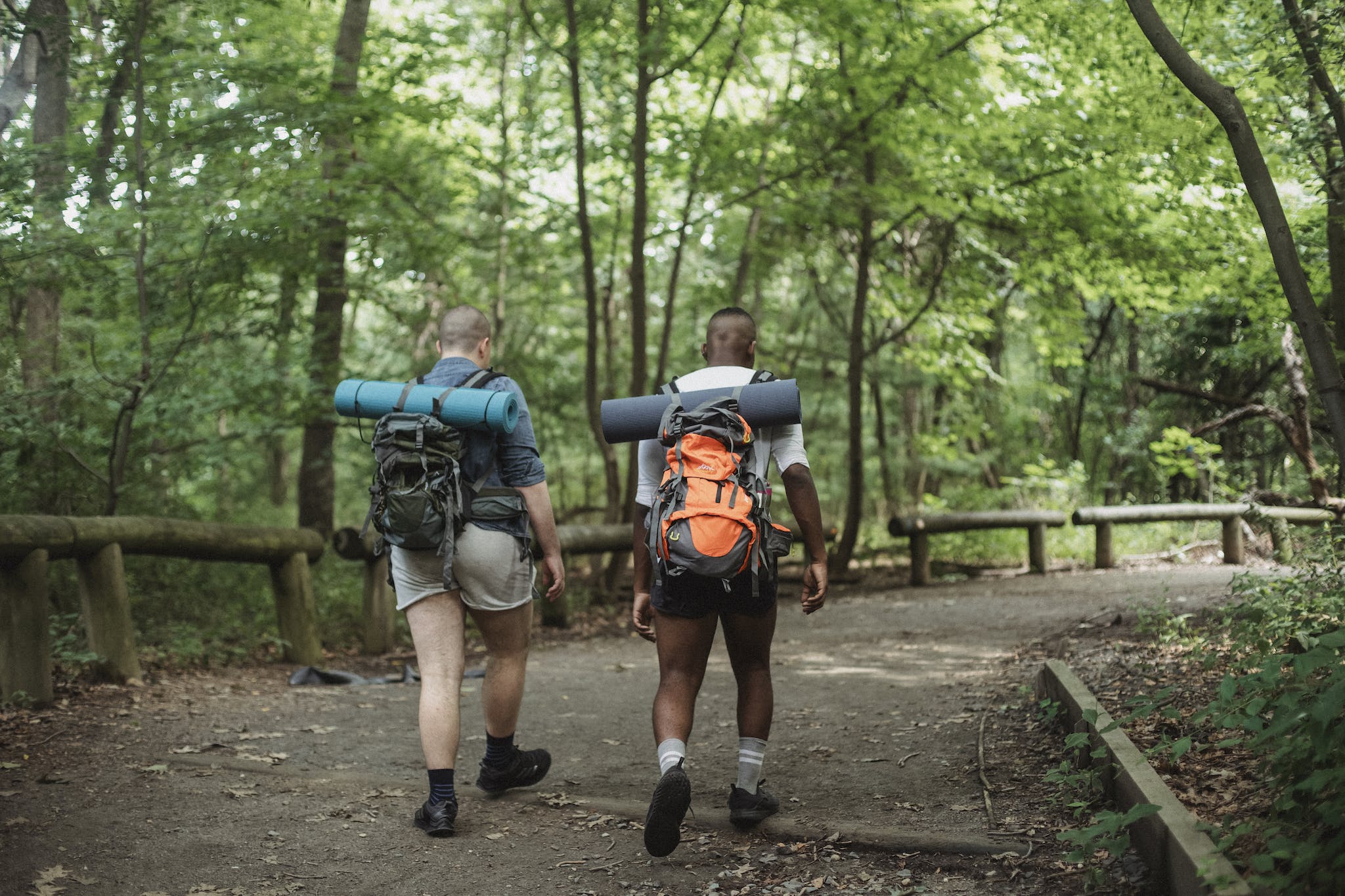 Full body back view of multiethnic travelers in casual clothing with big backpacks walking on wide road along simple wooden fence surrounded by tall verdant trees in summertime