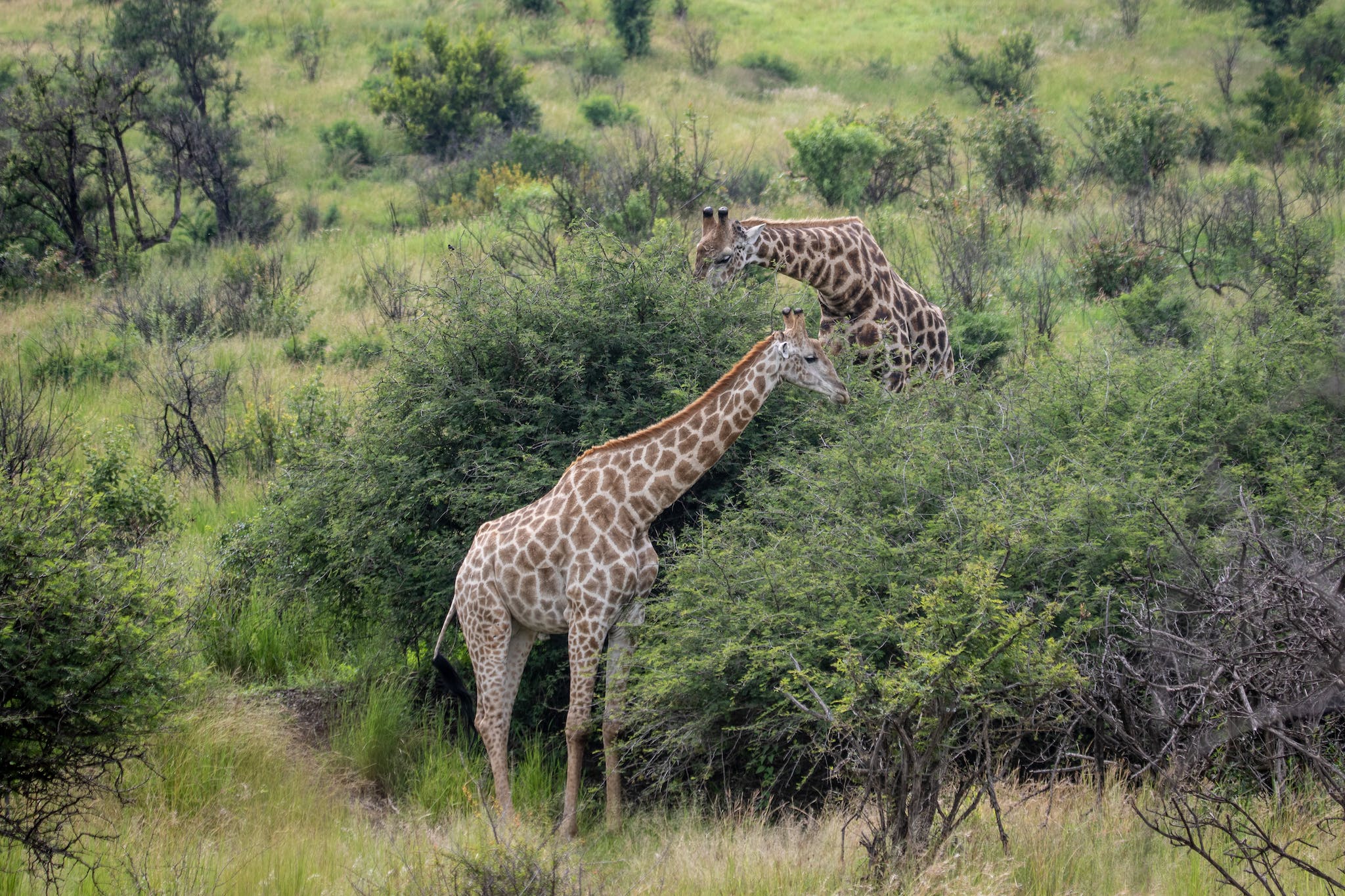 Giraffe Standing on Green Grass Field