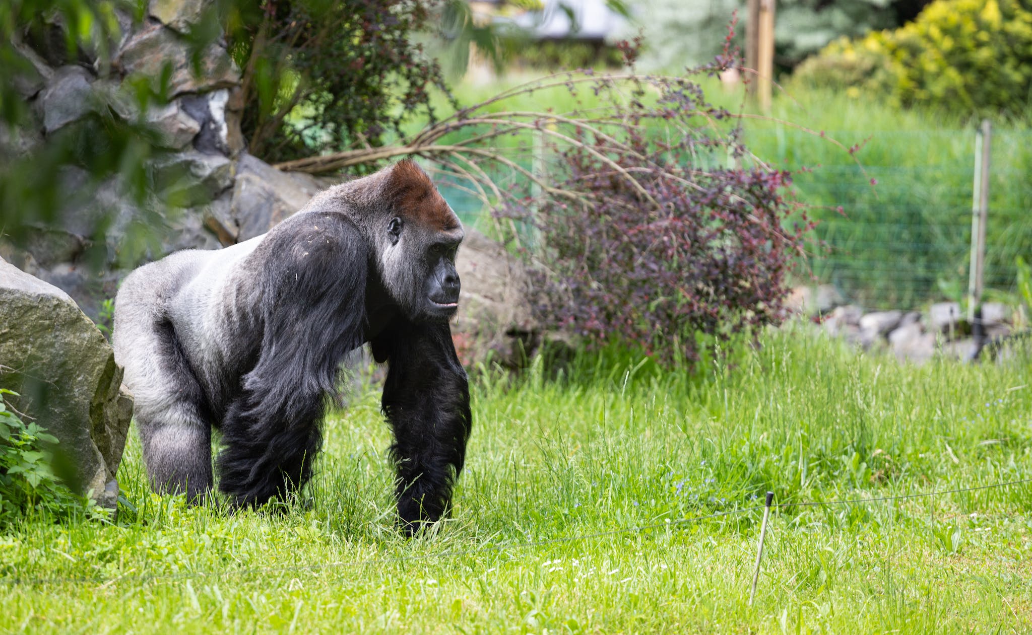 Gorilla on a Grass Field in a Zoo 