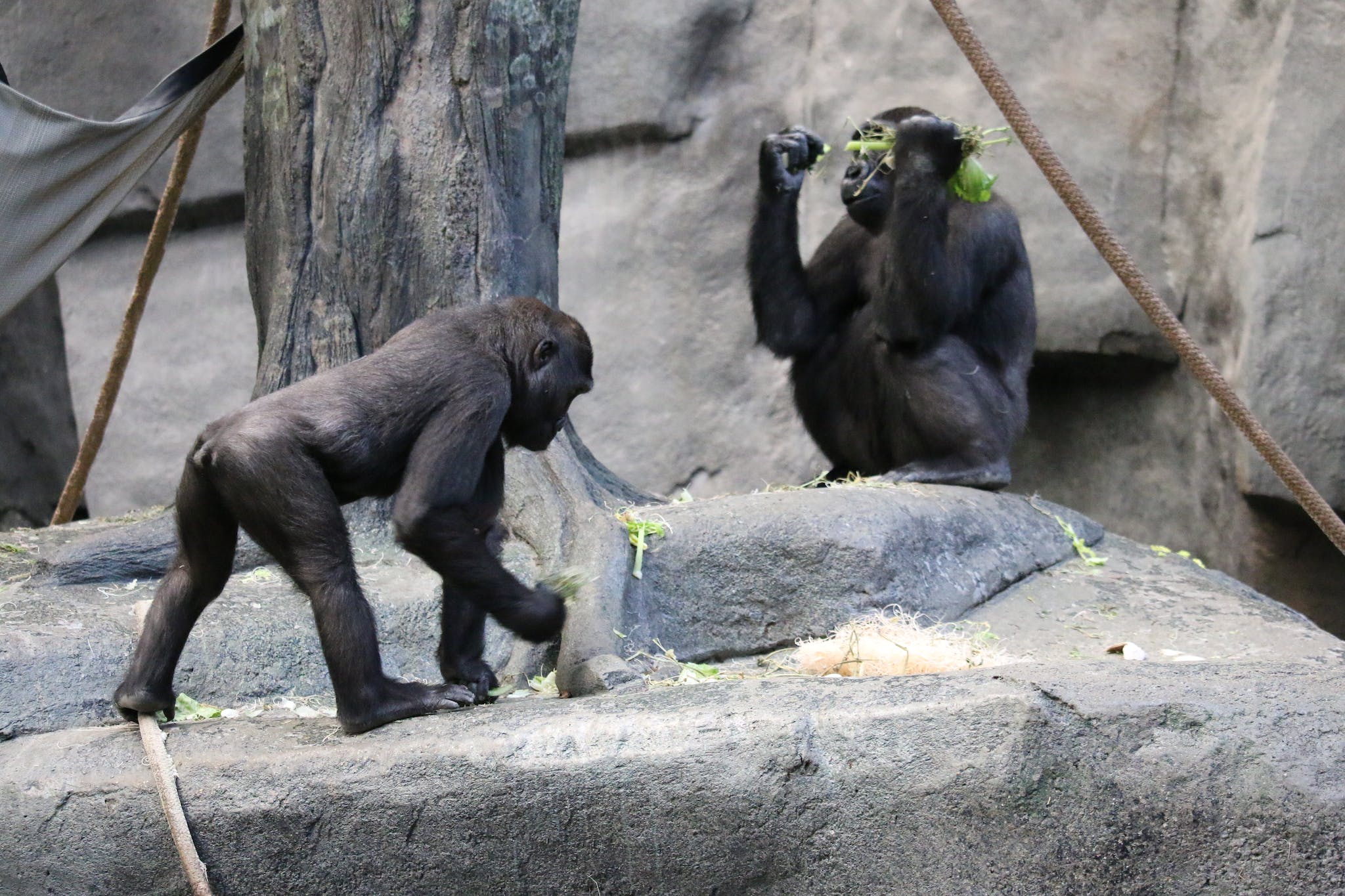 Gorillas in a Zoo 