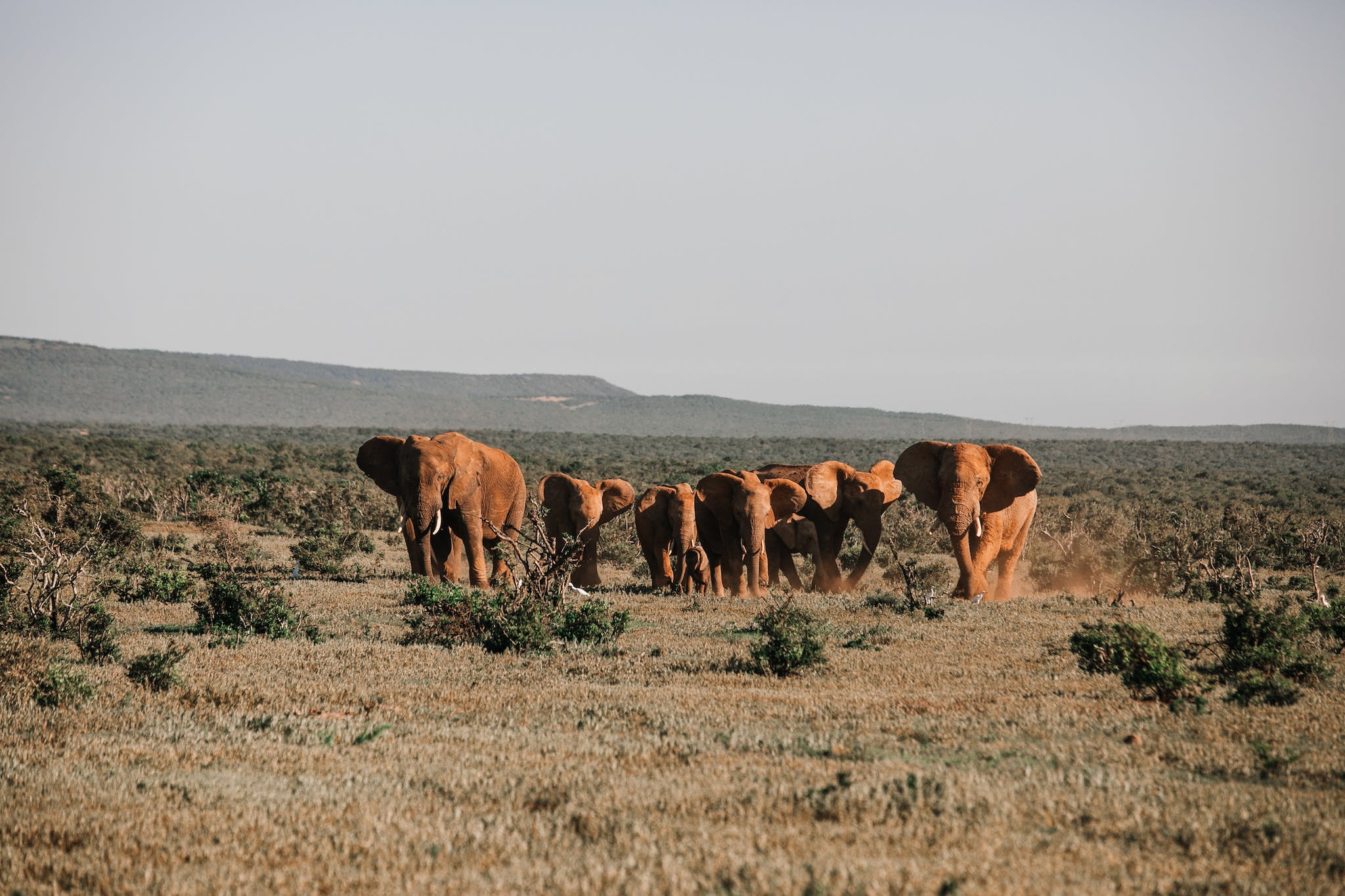 Herd of elephants in savanna