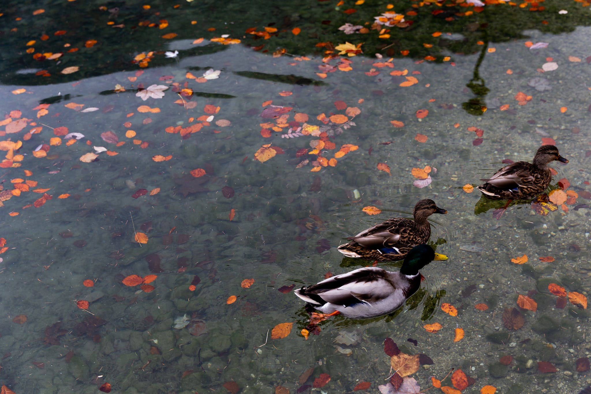 Wild ducks swimming in calm lake with colorful autumnal leaves in water in park