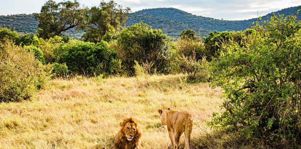 Lion Family Resting on a Dry Grass